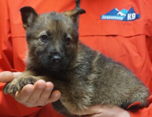 A person holding a puppy on their lap.