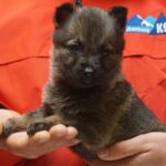 A person holding a puppy in their hands.