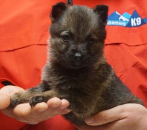 A person holding a puppy in their hands.