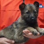 A person holding a puppy in their hands.