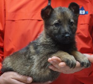 A person holding a puppy in their hands.