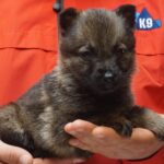 A person holding a puppy in their hands.