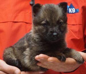 A person holding a puppy in their hands.