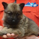 A person holding a puppy in their hands.