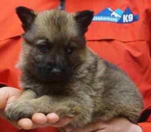A person holding a puppy in their hands.