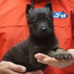 A person holding a black puppy in their hands.