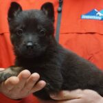 A person holding a black puppy in their hand.