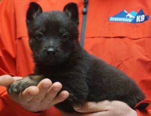 A person holding a black puppy in their hand.