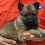 A person holding a puppy in their hands.