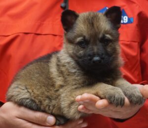A person holding a puppy in their hands.