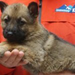A puppy is sitting on someone 's hand.