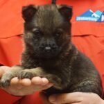 A person holding a puppy in their hands.