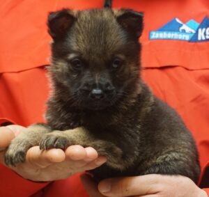 A person holding a puppy in their hands.