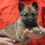A person holding a puppy in their hands.