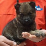 A person holding a puppy in their hands.
