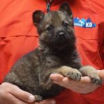 A person holding a puppy in their hands.