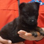 A person holding a puppy in their hands.