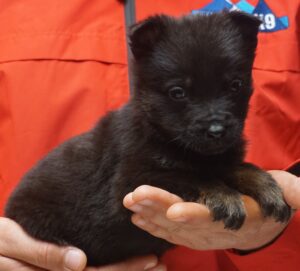A person holding a puppy in their hands.