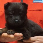 A person holding a black puppy in their hands.