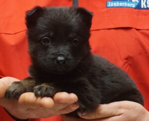 A person holding a black puppy in their hands.