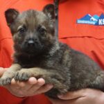 A person holding a puppy in their hands.