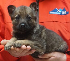 A person holding a puppy in their hands.