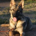 A german shepherd dog with its tongue hanging out.