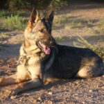 A german shepherd laying on the ground in the sun.