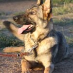 A german shepherd dog sitting on the ground.