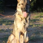 A german shepherd sitting on the ground with its tongue hanging out.