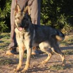 A german shepherd standing next to a person.