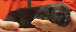 A person holding their cat in her hand.