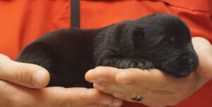A person holding their cat in her hands.