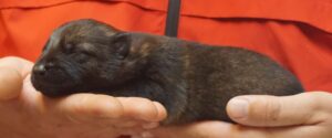 A person holding a small kitten in their hands.
