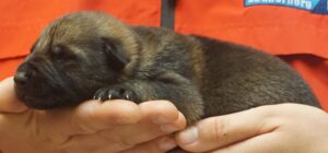 A person holding onto a small dog in their hands