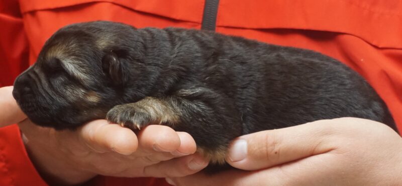A person holding a cat in their hands.