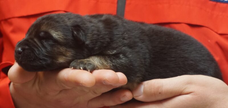 A person holding onto a small black animal