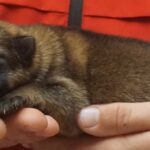 A person holding a dog in their hand.