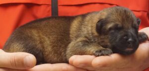 A person holding a dog in their hand.