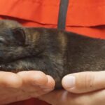 A person holding onto the cat 's paw
