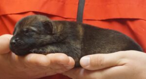 A person holding onto the cat 's paw