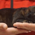 A person holding a cat in their hands.