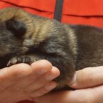 A person holding onto a dog 's paw