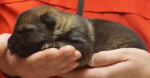 A person holding onto a dog 's paw