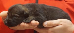 A person holding onto a small black cat