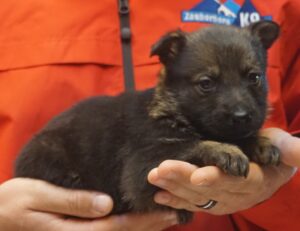 A person holding a puppy in their hands.