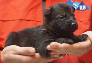 A person holding a puppy in their hands.