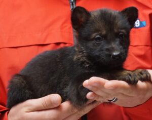 A person holding a puppy in their hands.