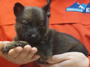 A person holding a puppy in their hands.