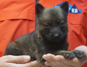 A person holding a puppy in their hands.